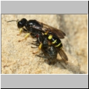 Crabro peltarius - Grabwespe w18h 11mm beim Nesteintrag - Sandgrube Niedringhaussee.jpg